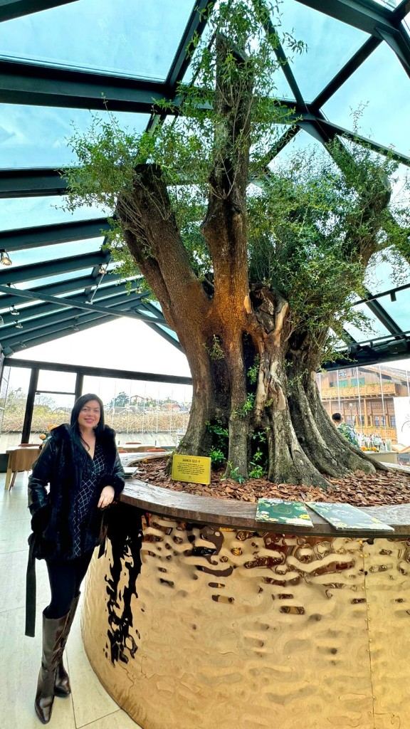 Oliveira centenária monumental no empreendimento Casa Lugano Gramado projeto paisagismo Gramoterra