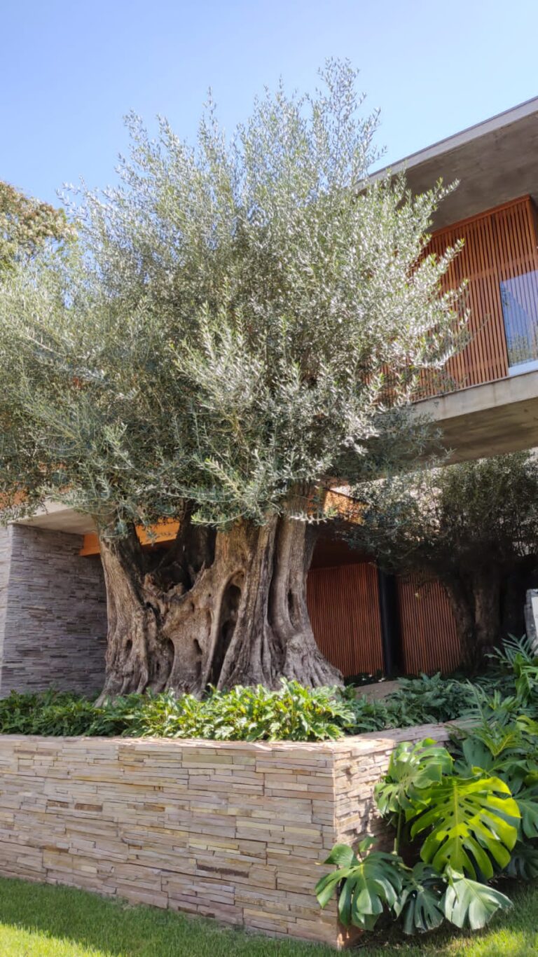 Oliveira centenária Olea europaea em decoração de jardim residencial