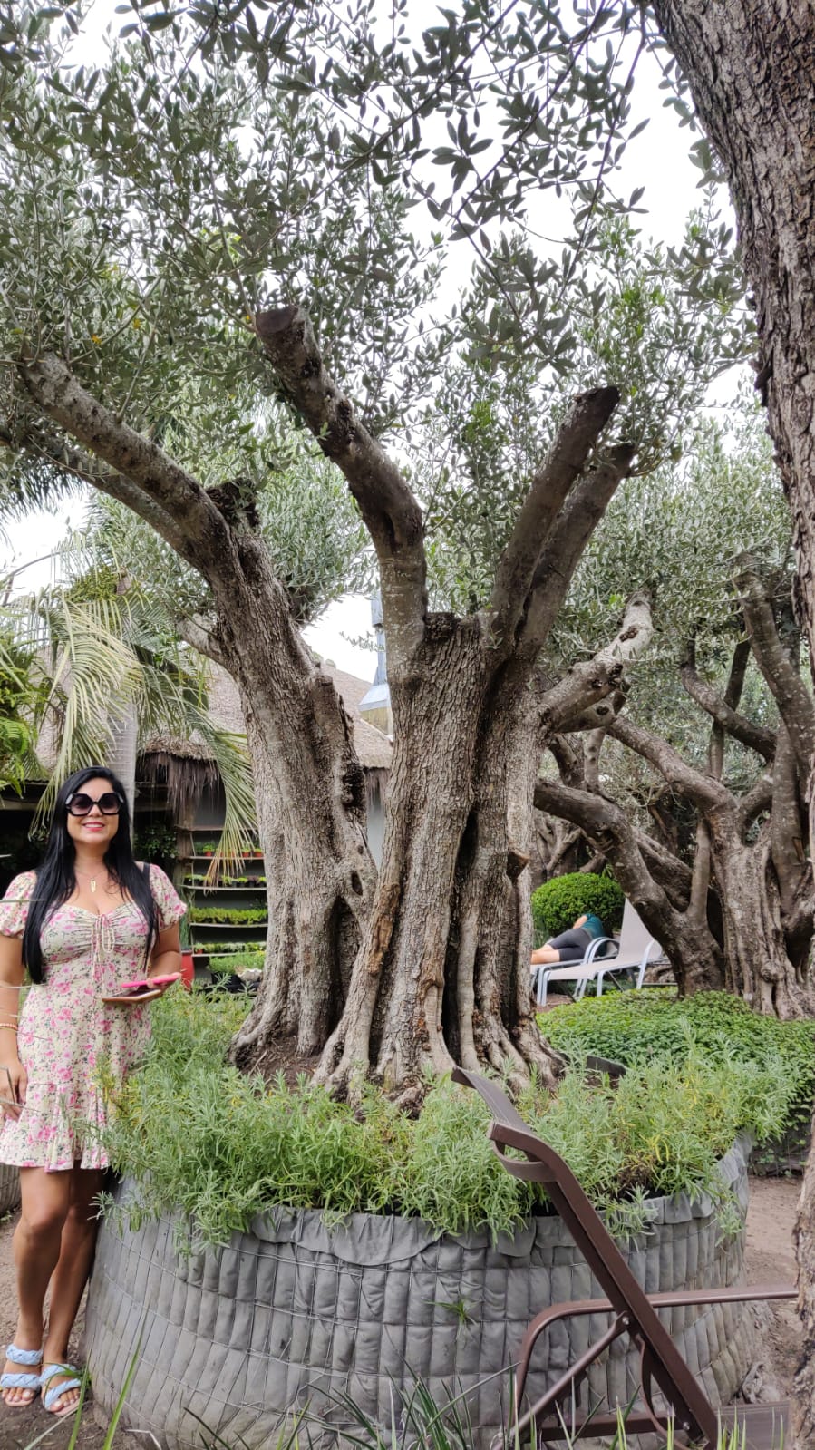 Oliveira centenária no horto Gramoterra em Xangri-Lá RS