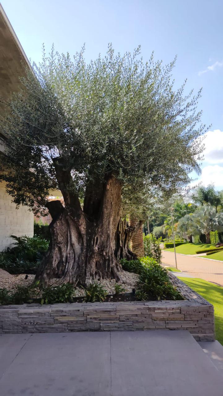 Oliveira centenária gigante para paisagismo