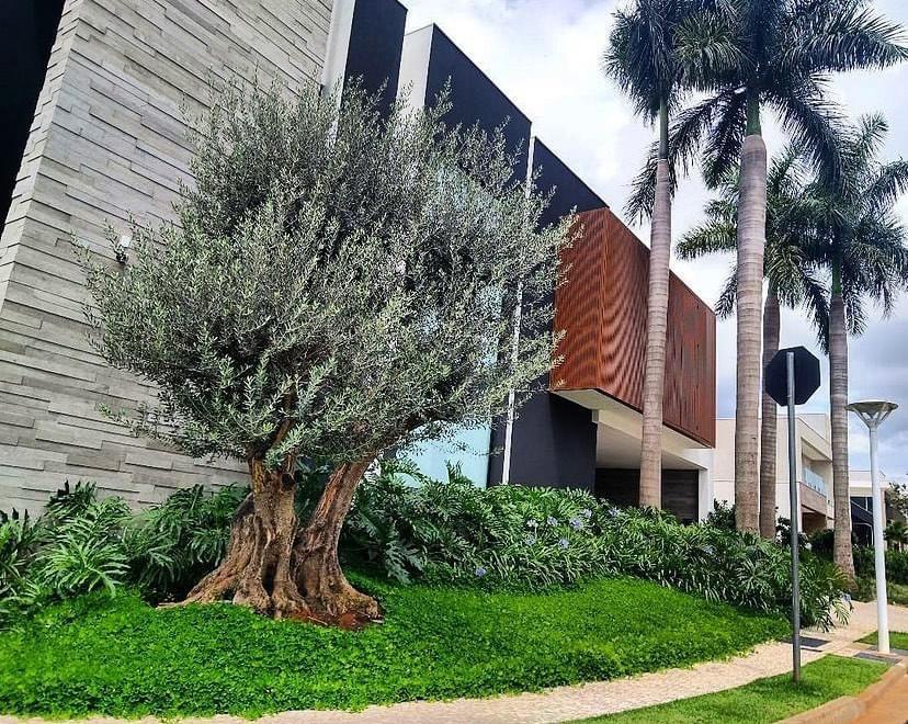 Oliveira centenária em jardim ornamental Olea europaea