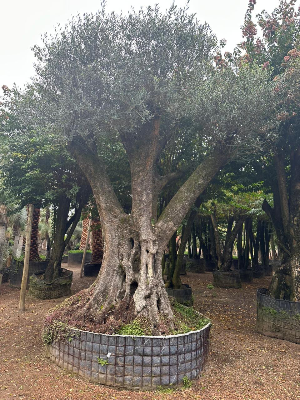 Oliveira centenária Olea europaea L. no estoque para venda