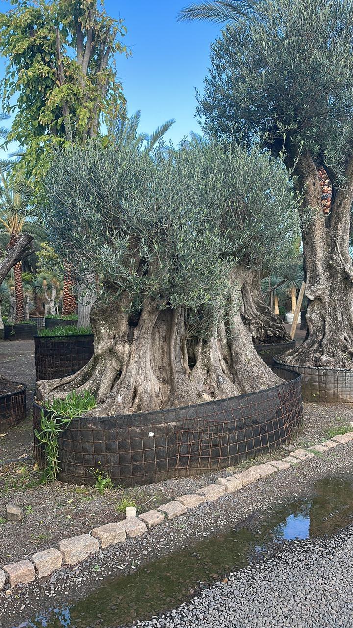 Oliveira centenária ornamental para jardim