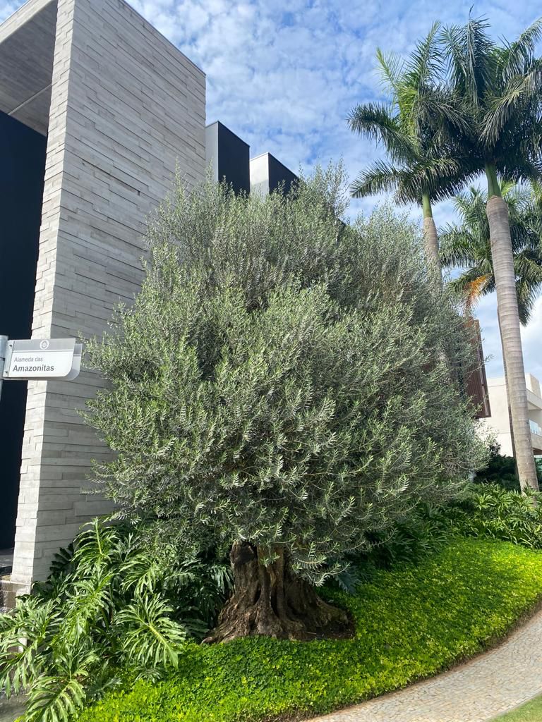Oliveira centenária no Litoral Norte Gaúcho Xangri-Lá
