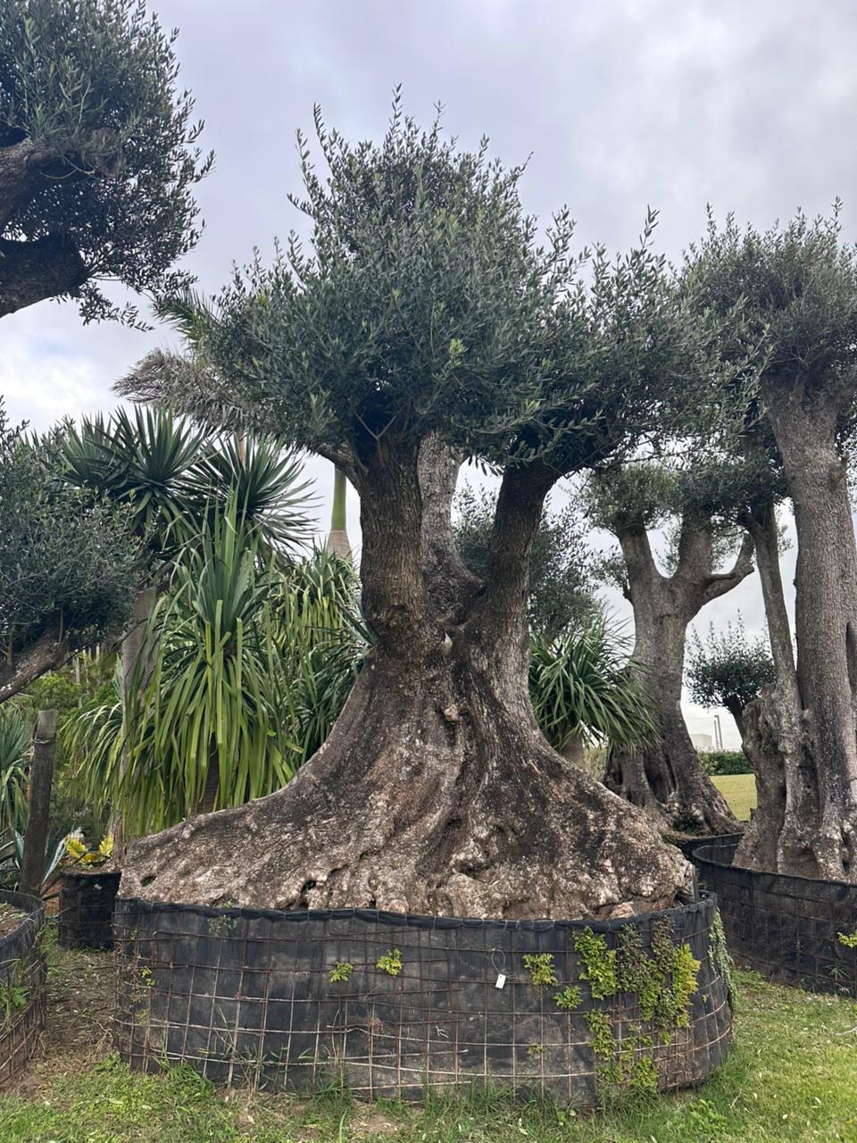 Oliveira centenária tronco escultural no viveiro Gramoterra Xangri-Lá RS