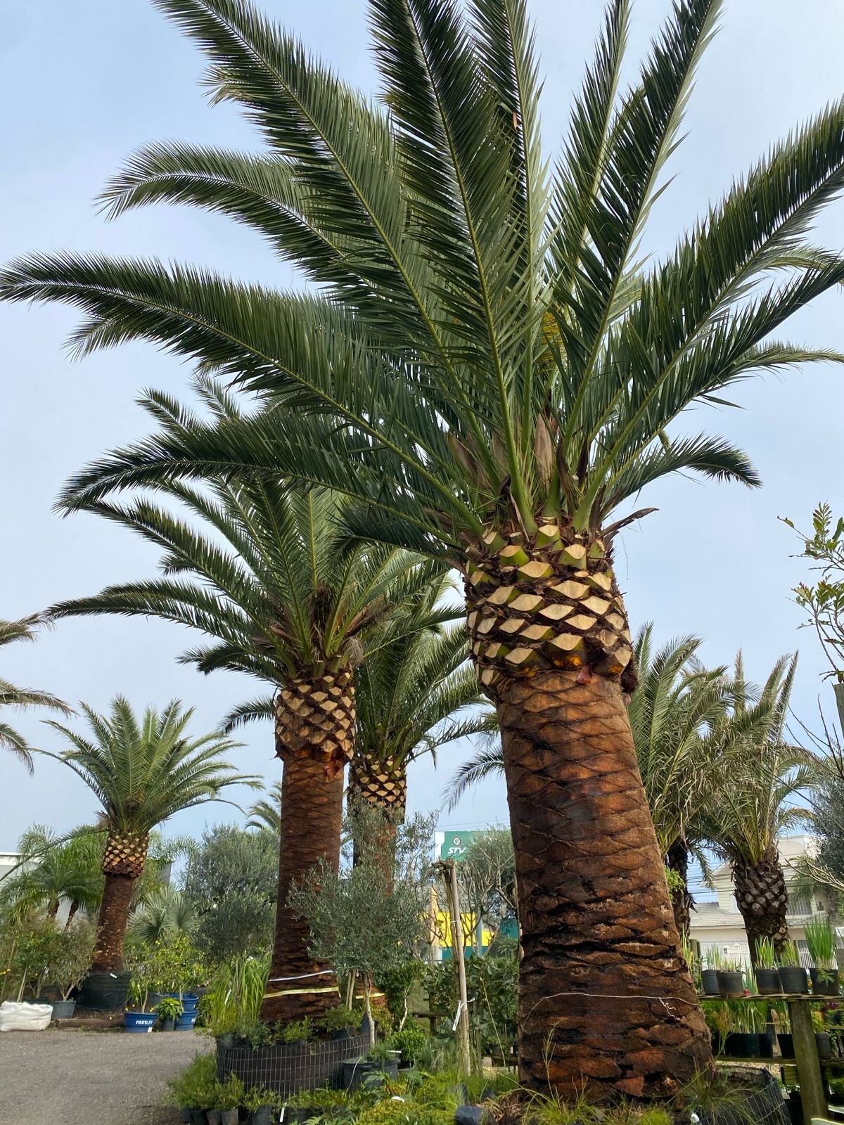 Phoenix Canariensis no estoque Gramoterra Xangri-Lá RS