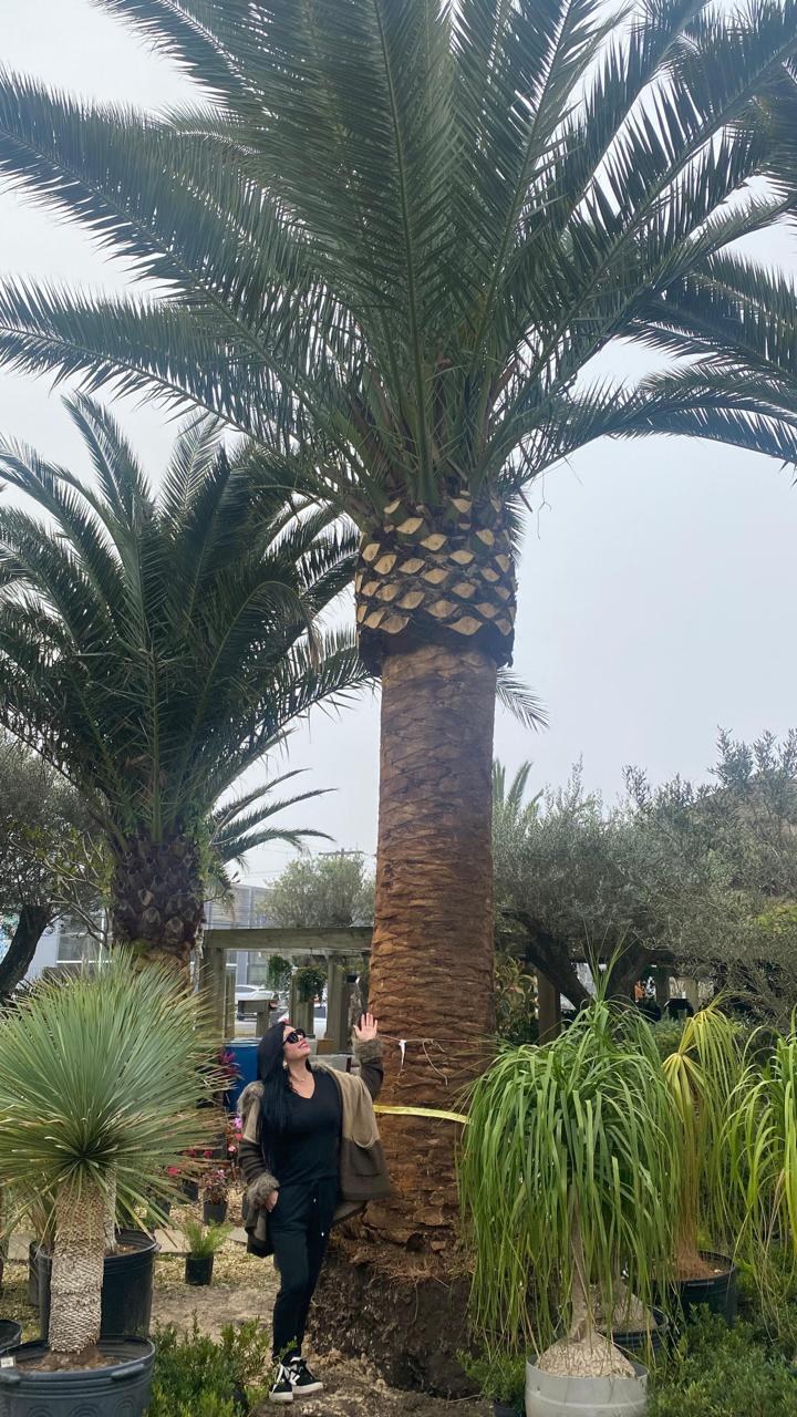 Phoenix Canariensis de grande porte no horto Xangri-Lá RS