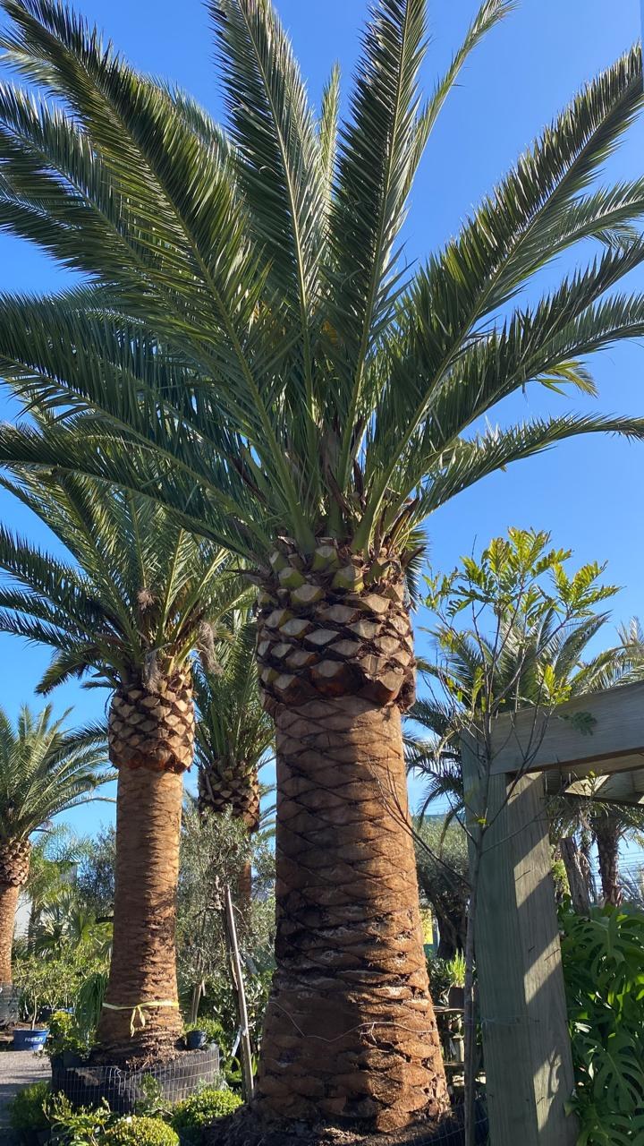 Phoenix Canariensis em projeto de paisagismo de jardim de alto padrão