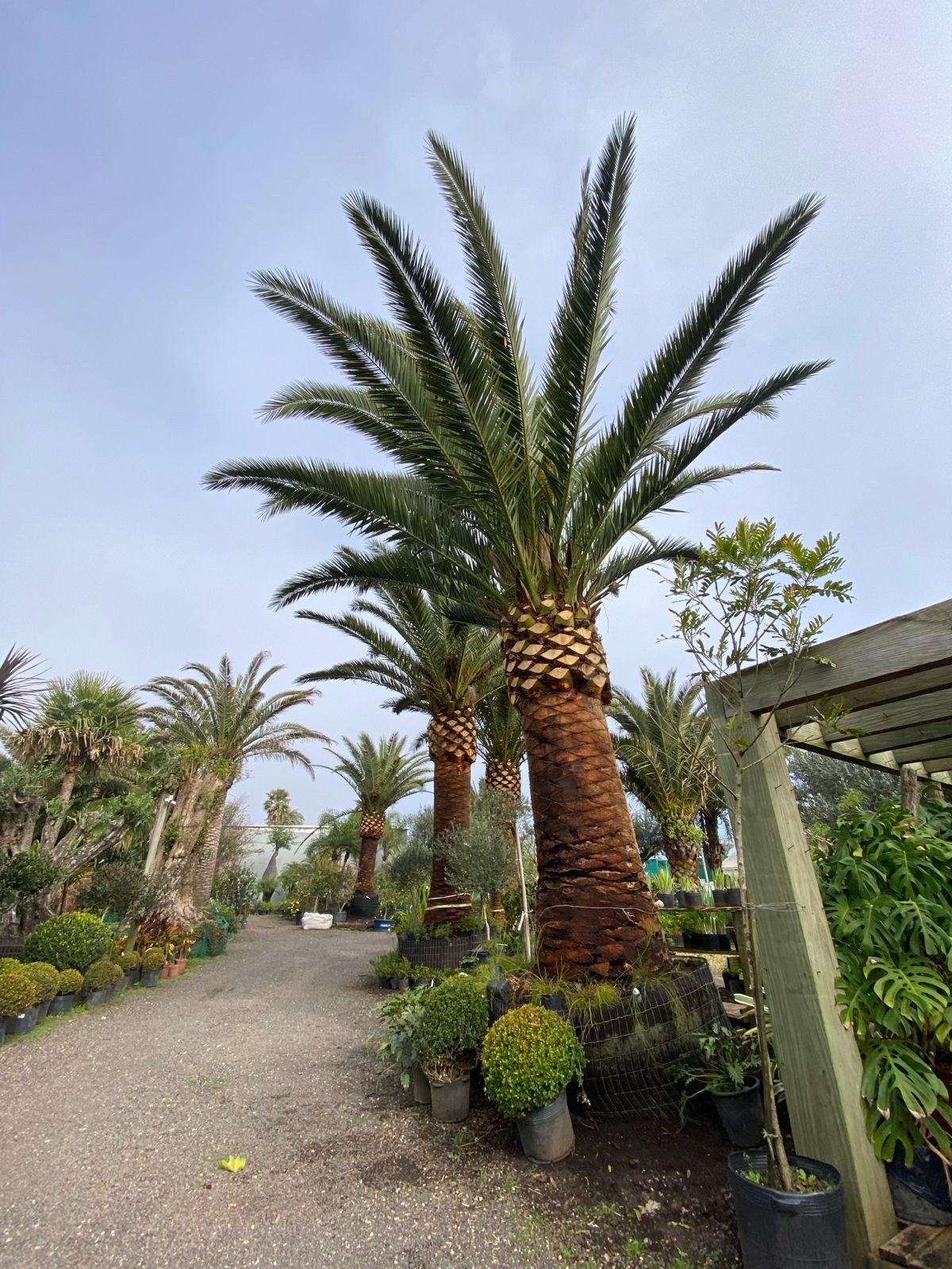 Phoenix Canariensis palmeira adulta à venda para paisagismo de alto padrão