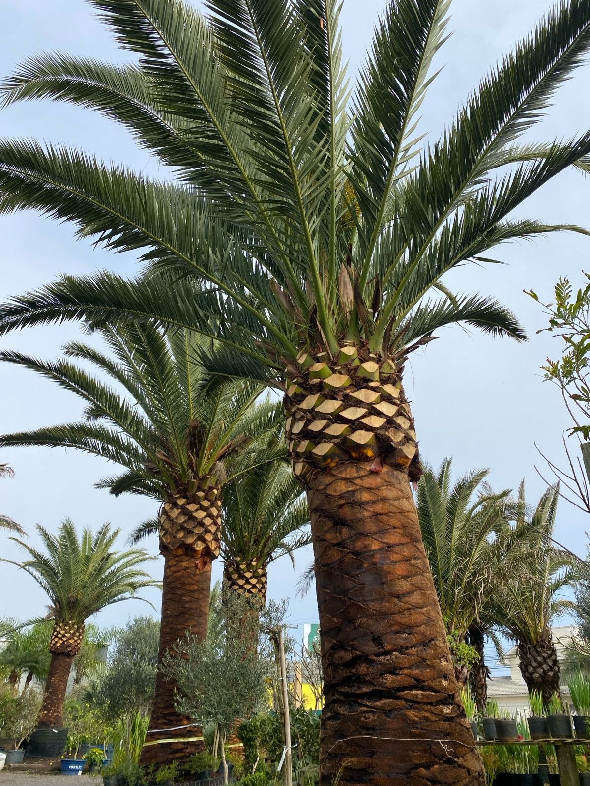 Palmeira-das-canárias Phoenix canariensis no viveiro Xangri-Lá