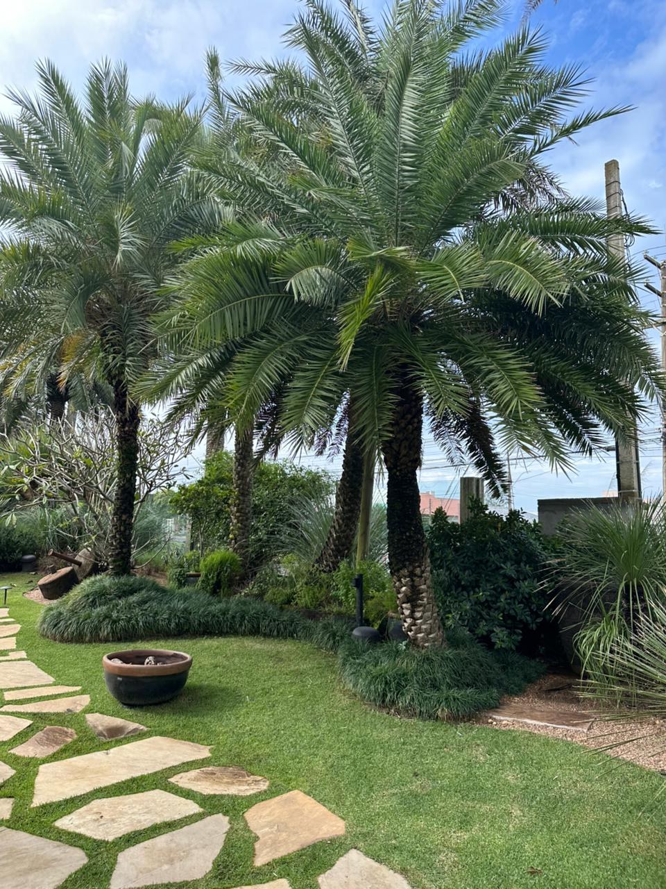 Tamareiras em jardim com caminho de pedras naturais e gramado verde