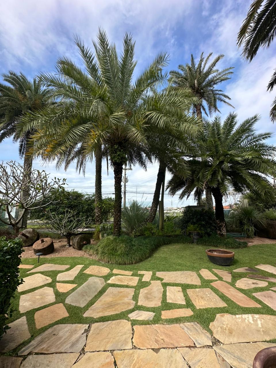 Tamareira adulta em jardim ornamental com caminho de pedras e gramado