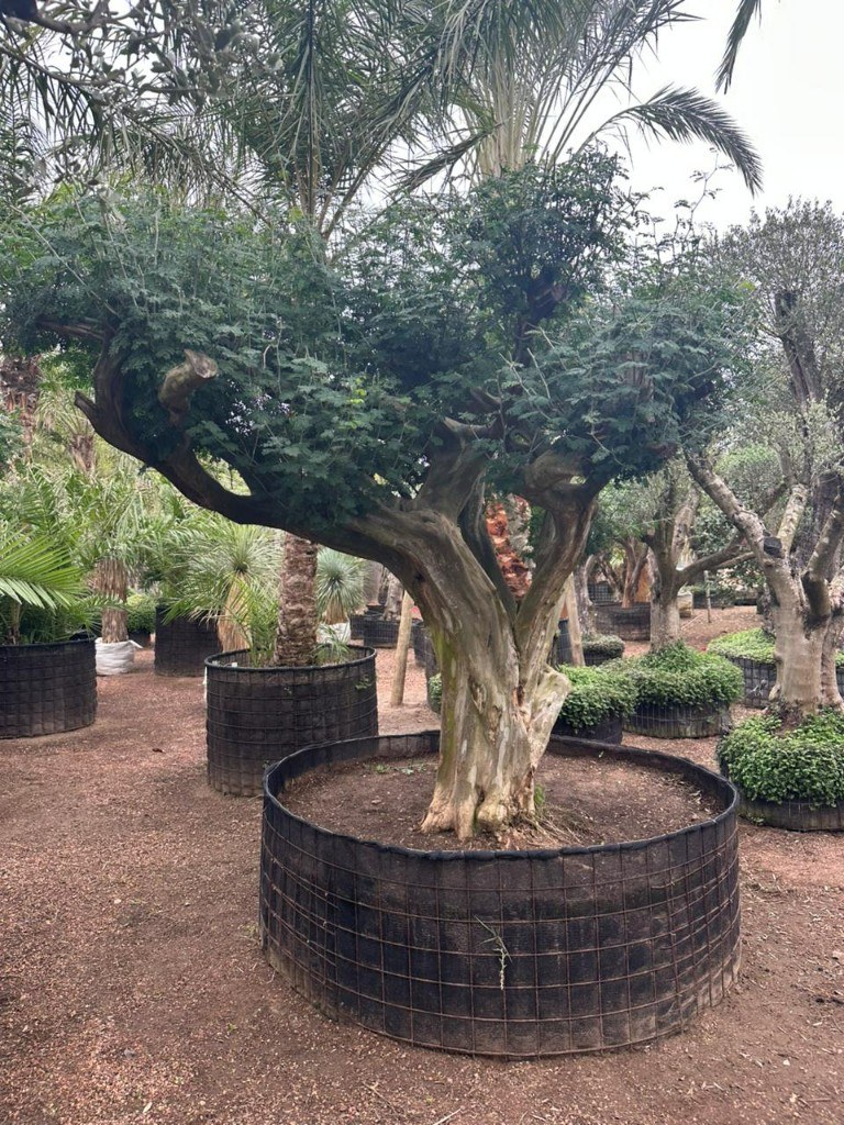 Tataré Chloroleucon tortum de grande porte no horto Xangri-Lá RS