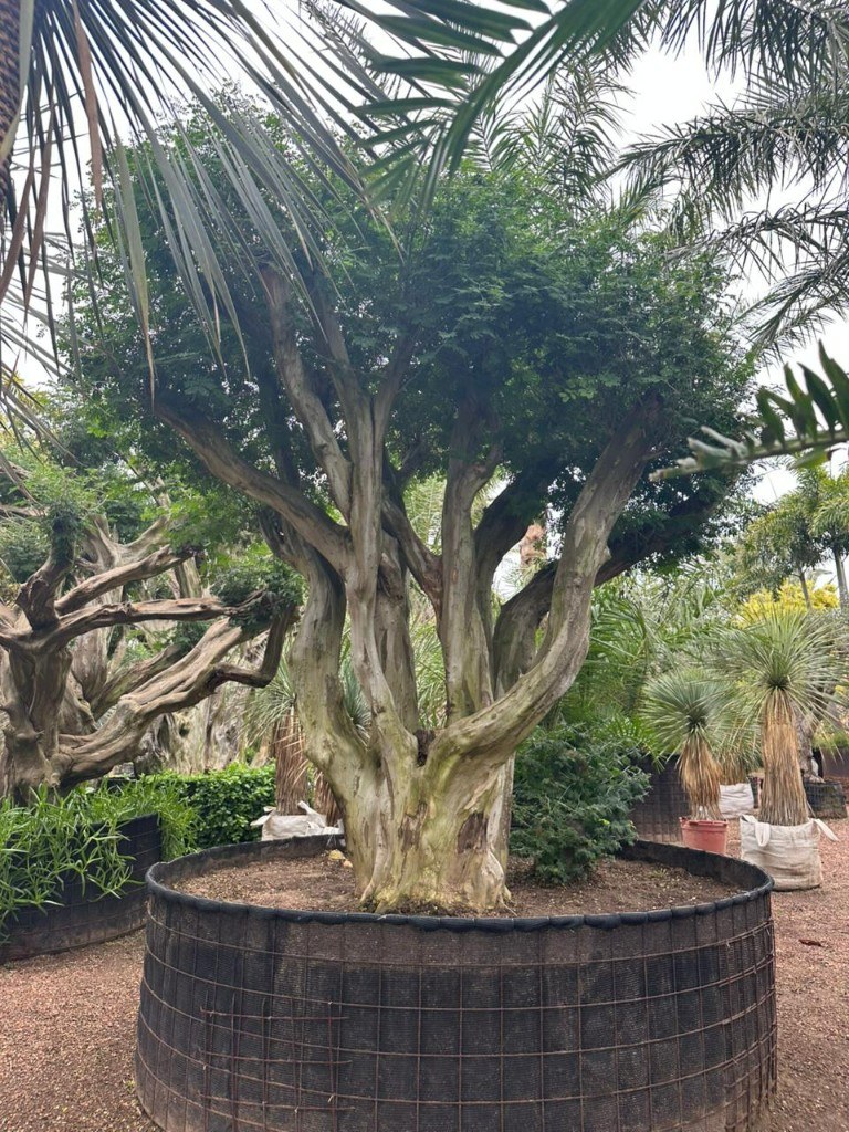 Tataré Chloroleucon tortum em projeto de paisagismo de jardim