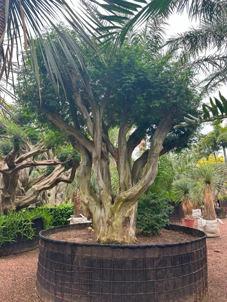 Tataré Chloroleucon tortum com tronco escultural à venda para paisagismo de alto padrão