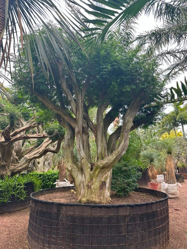 Tataré Chloroleucon tortum no viveiro Xangri-Lá